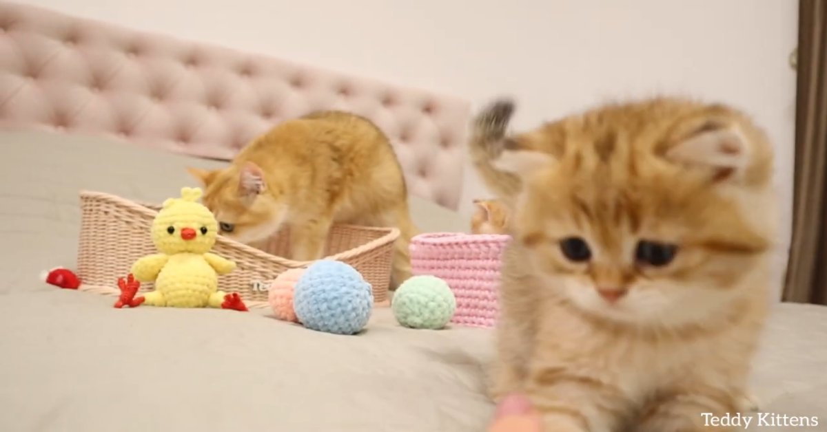 Mamma gatto miagola ai propri cuccioli che giocano a letto (VIDEO)