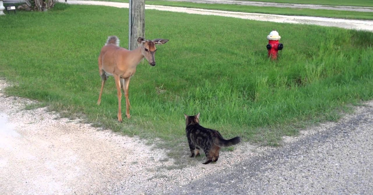 La gatta Jelly vuole fare amicizia con un cervo (VIDEO)