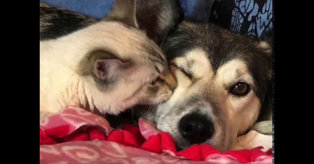 Il gattino paralizzato Harpurr adottato da un Husky: una storia meravigliosa (VIDEO)