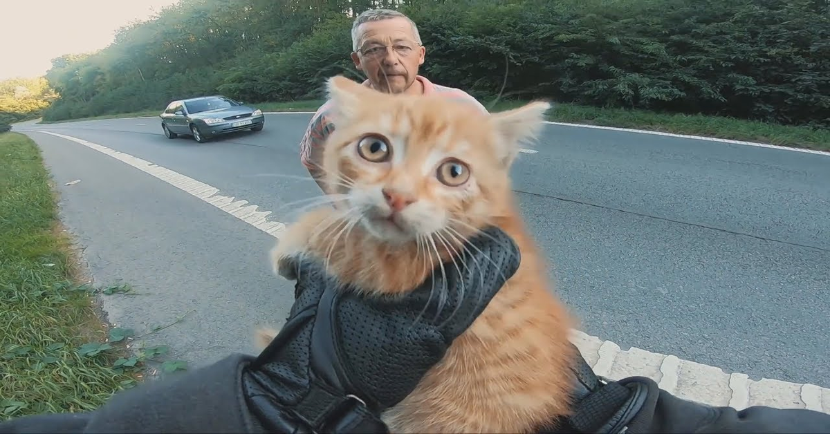 Un gattino Europeo destinato a essere investito viene salvato da un motociclista (VIDEO)