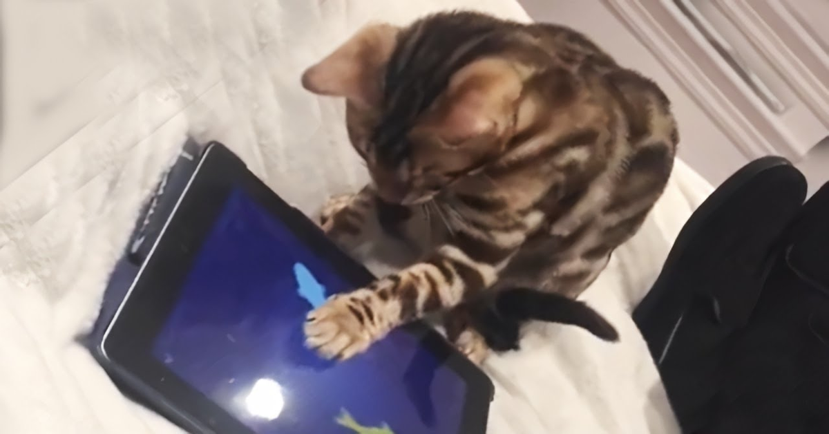 gattino gioca con videogioco