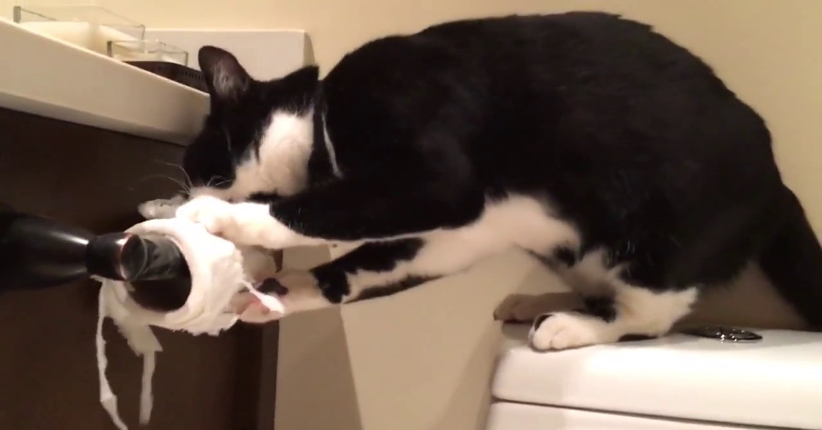 La strana reazione di un gattino all’essere rimproverato per distruggere un rotolo di carta igienica (VIDEO)
