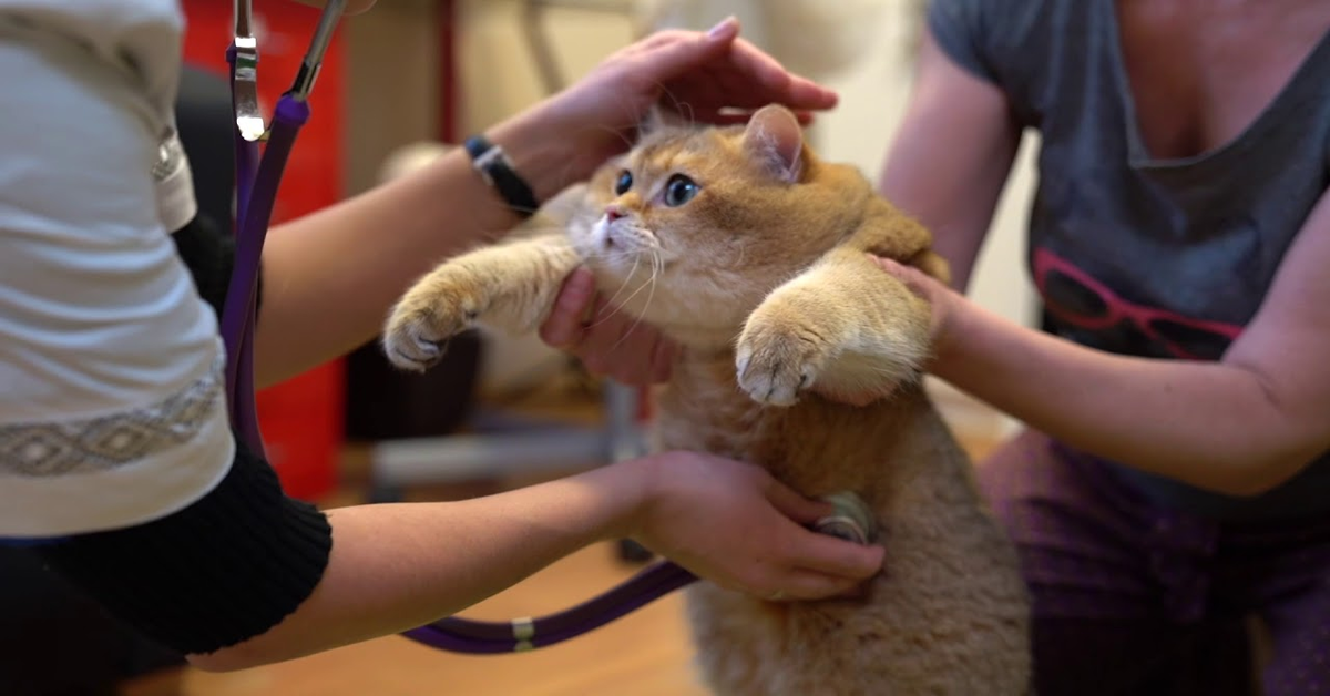 Il tenerissimo gatto Hosico va da veterinario (VIDEO)