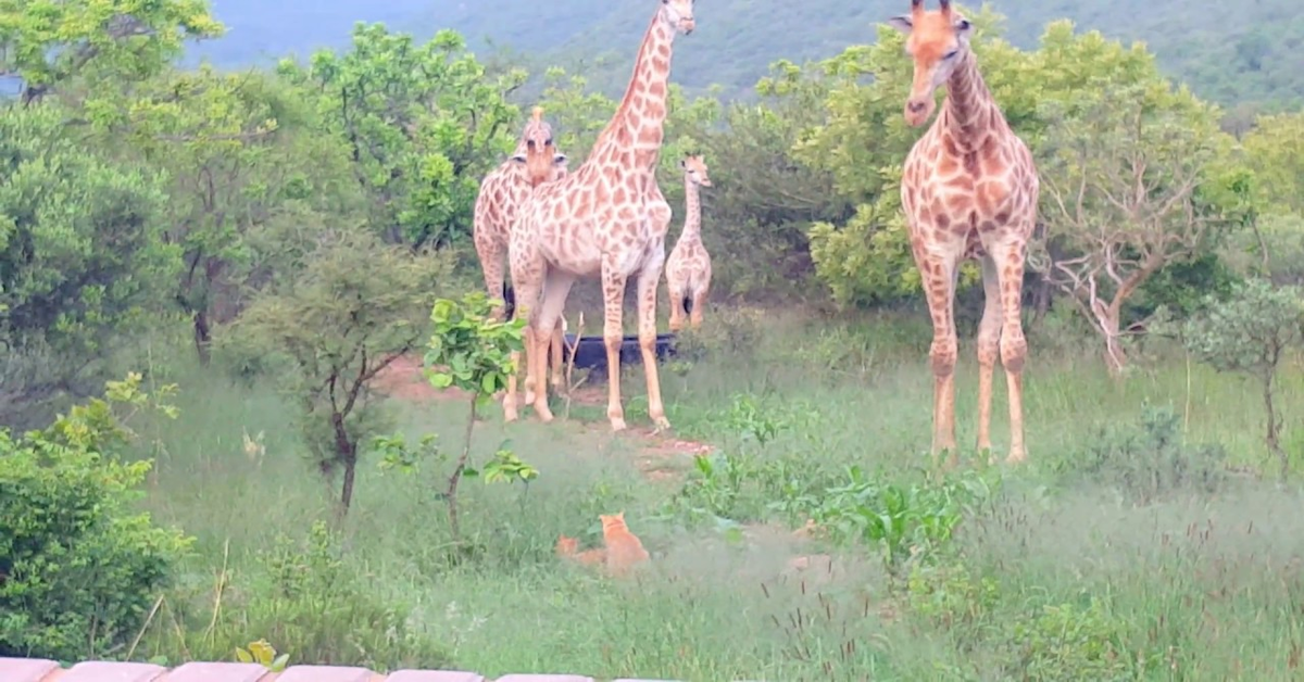 I gatti incontrano per la prima volta le giraffe (VIDEO)