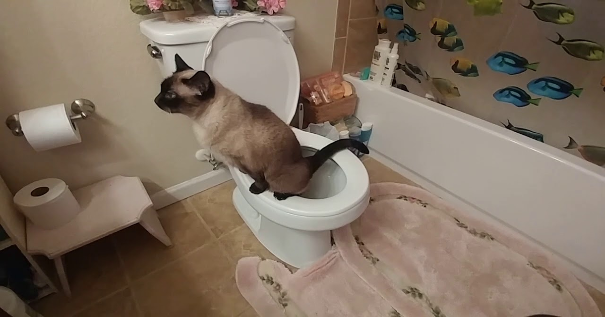 gatto siamese seduto sul wc