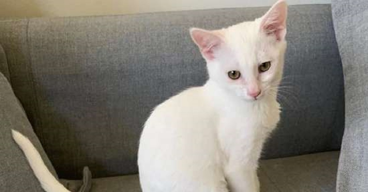 Meeps, il gattino albino salvato insieme ai suoi fratelli adesso cerca casa (FOTO)