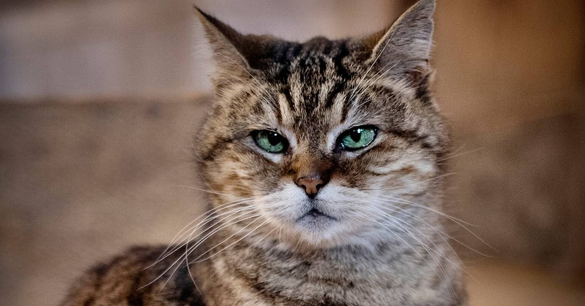 Istanbul dice addio a Gli, il gattino più famoso della Turchia (VIDEO)