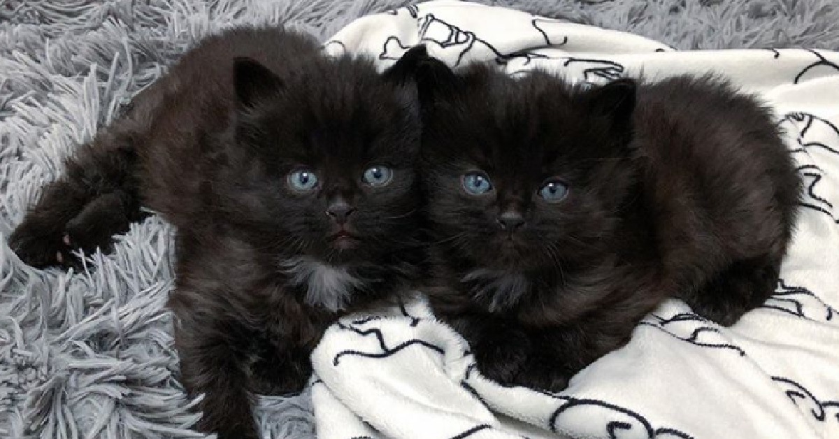 Midnight e Boy, due gemelli gattini Bobtail americani cercano casa (VIDEO)