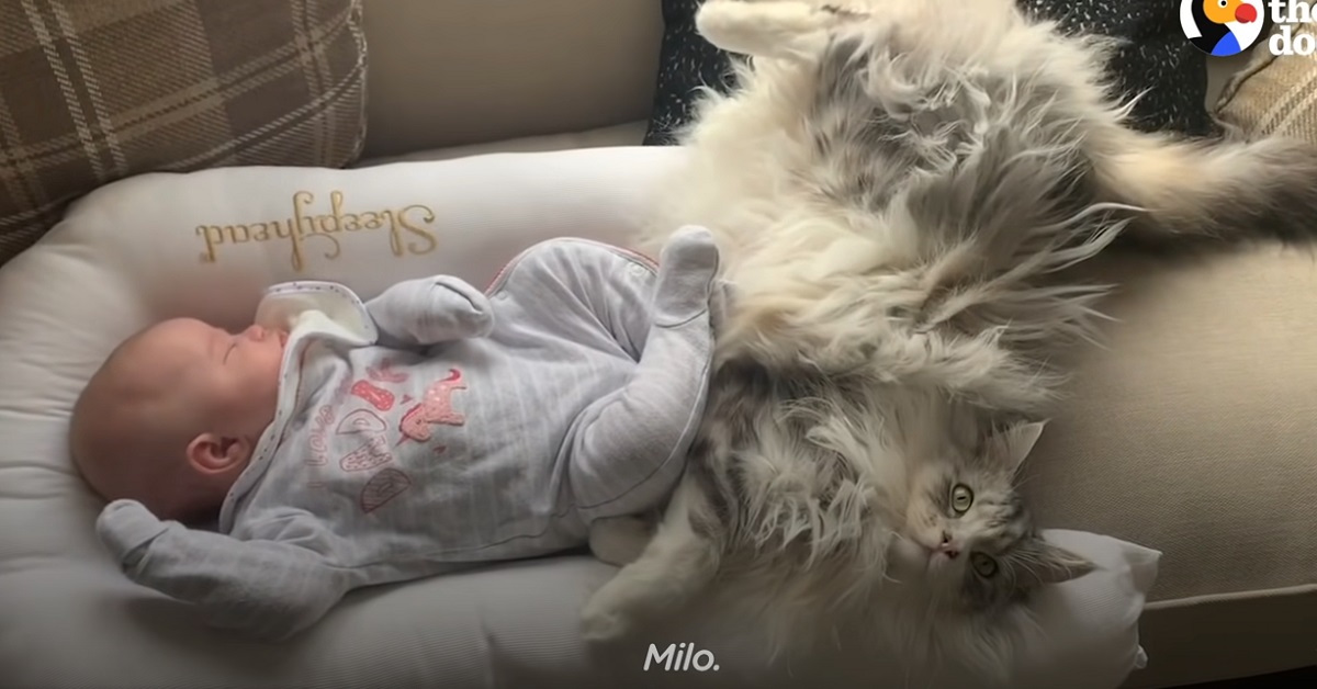 Il gattino che si innamora della sua sorellina umana neonata (VIDEO)