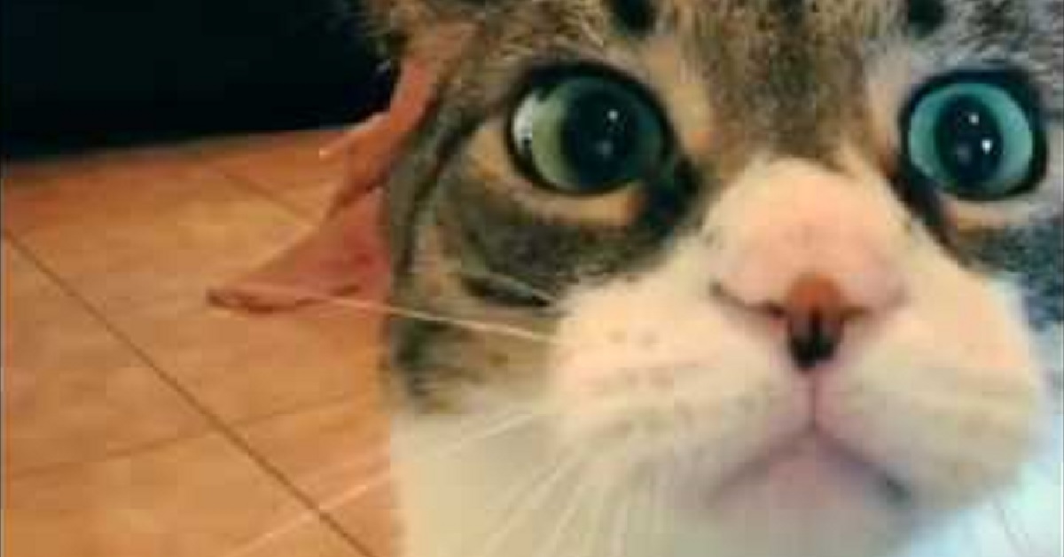 Milo, il gattino Soriano a cui non piace lo yoga (VIDEO)