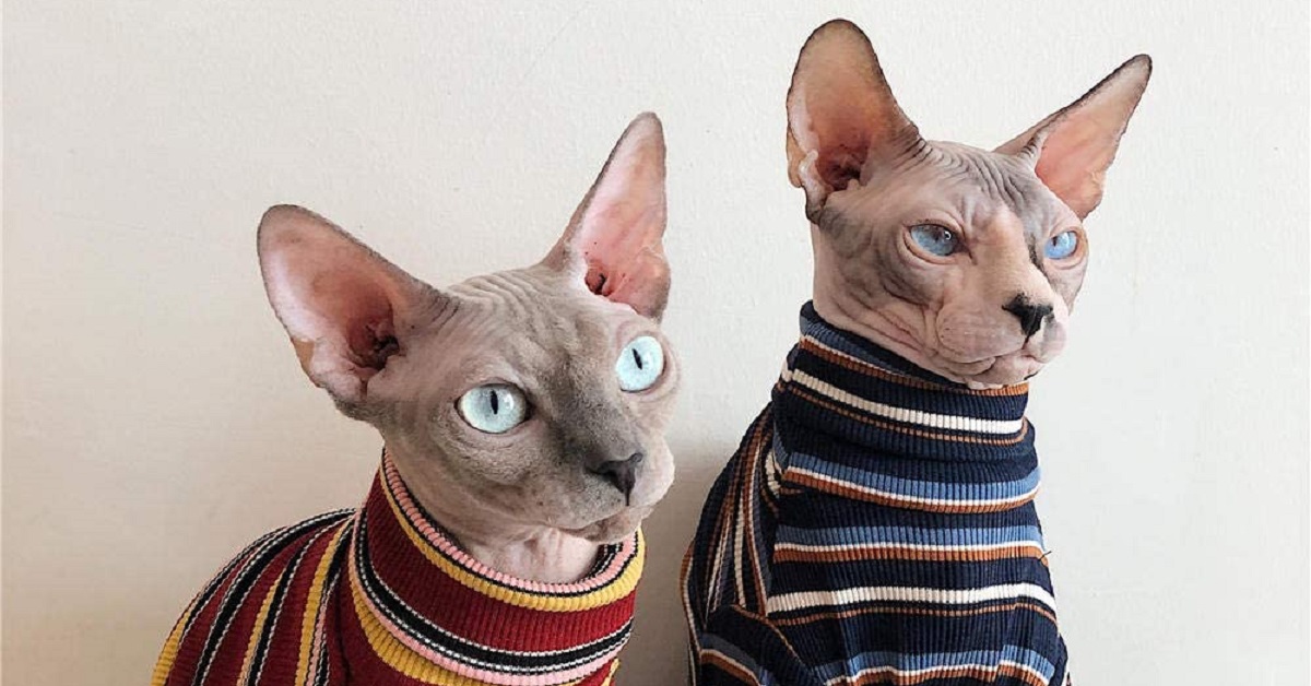 Misto e Suave, i gattini Sphynx che amano “stressare” il loro amico cagnolino (VIDEO)