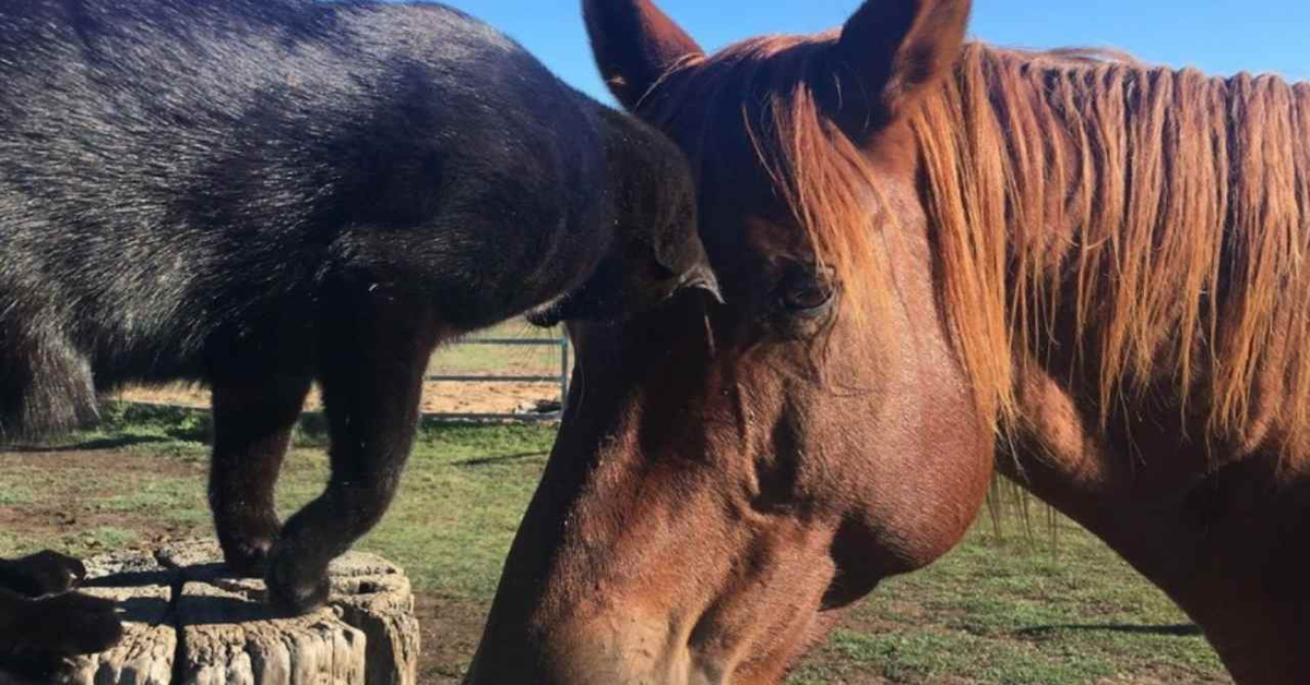 Il gattino Morris ha un amico molto speciale: il cavallo Champy (VIDEO)