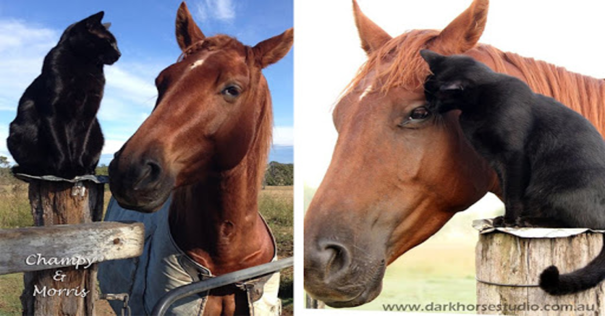 gatto e cavallo amici inseparabili