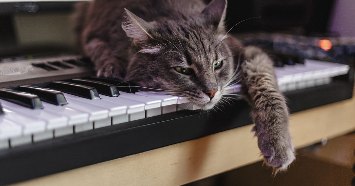 Musica per gatti: quali sono le note e i motivi più amati dai nostri amici a quattro zampe?