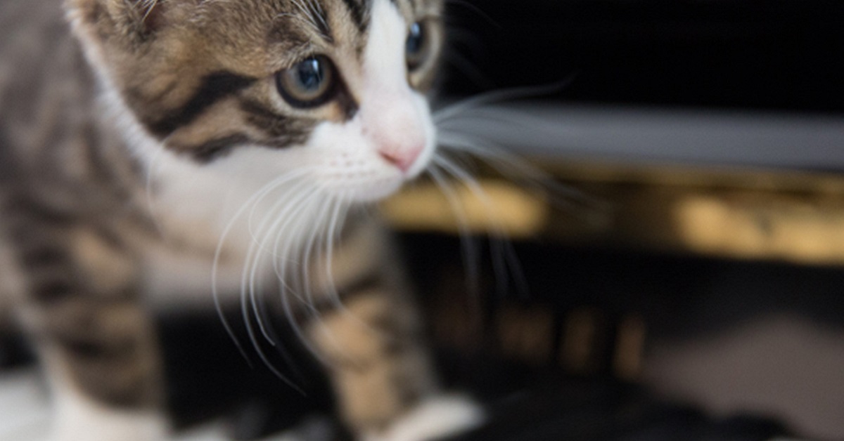 gatto cammina sui tasti del pianoforte