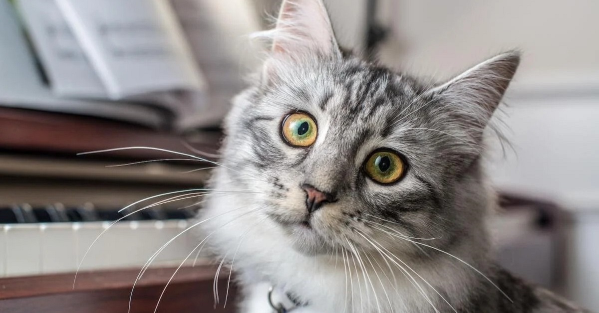 gatto seduto al pianoforte