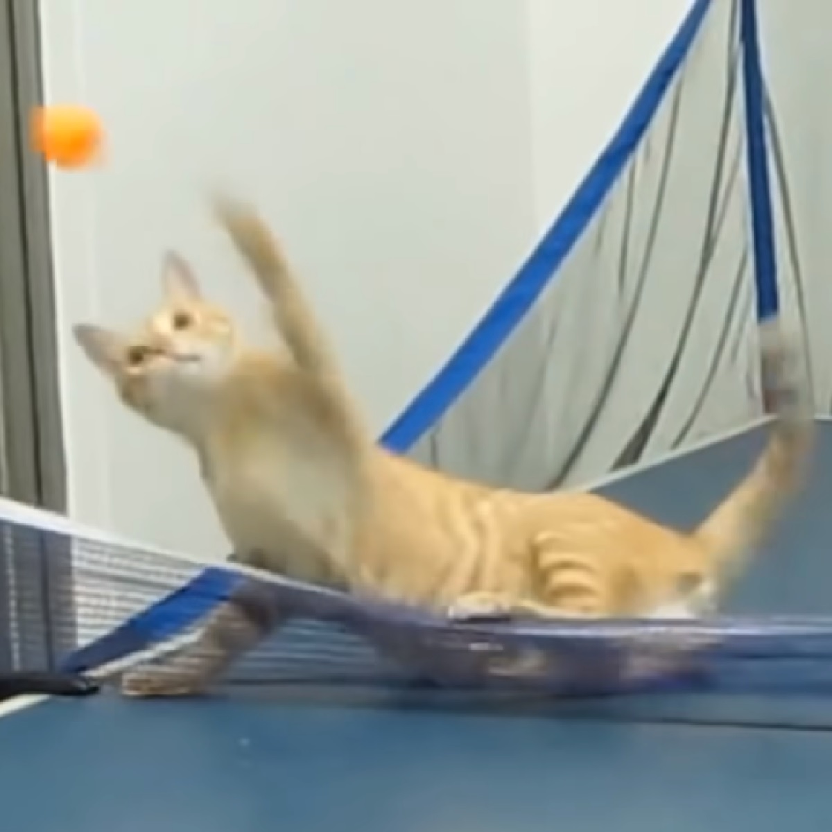 nadi gatto talento puro ping pong