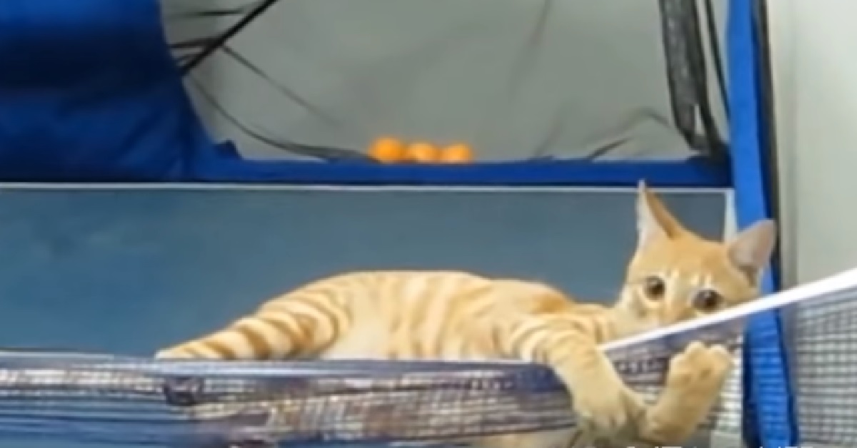 Nadi, il gattino campione di ping pong (VIDEO)