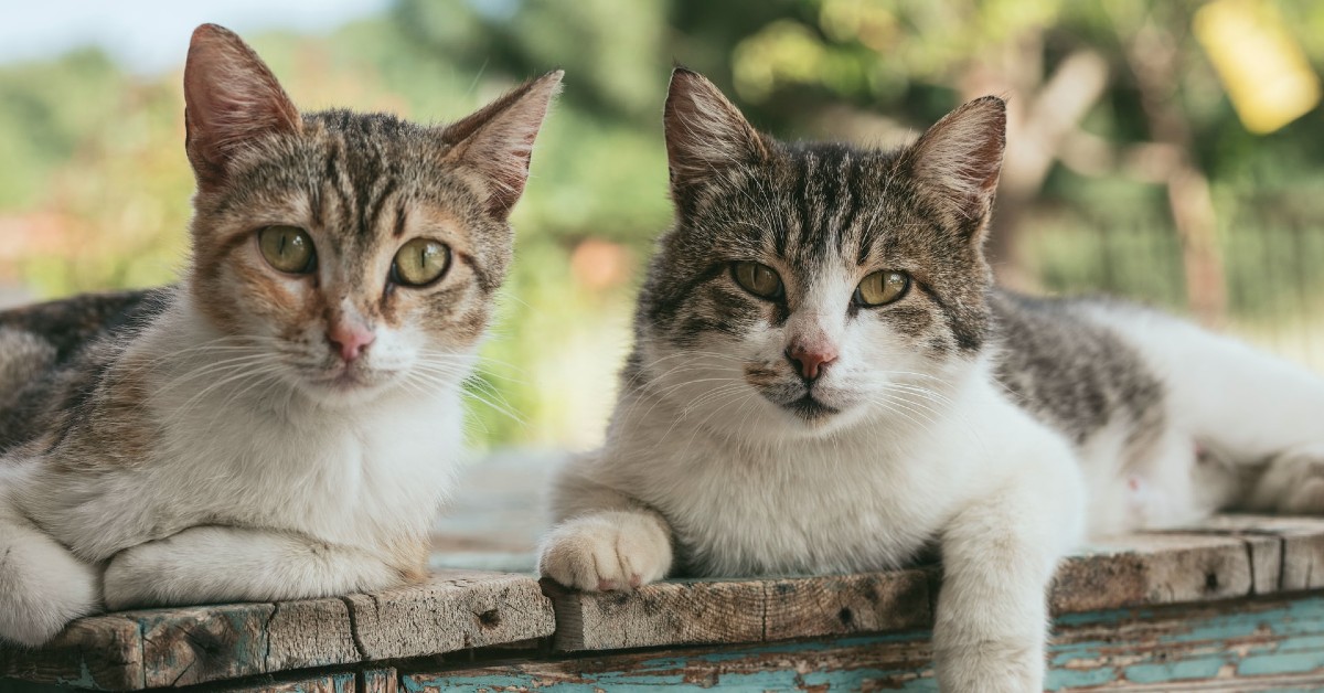 gattino che litiga con altri gattini