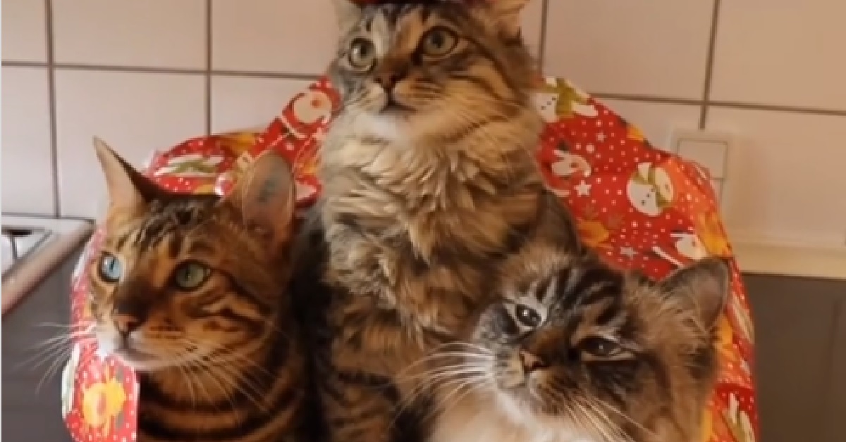 Nelly, la gattina norvegese che impara ad amare la “nuova arrivata” (VIDEO)