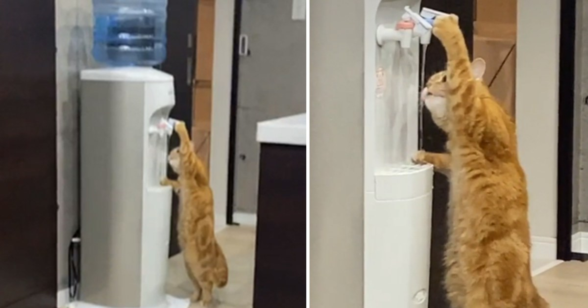 Il gattino che beve direttamente da un dispenser d’acqua (VIDEO)