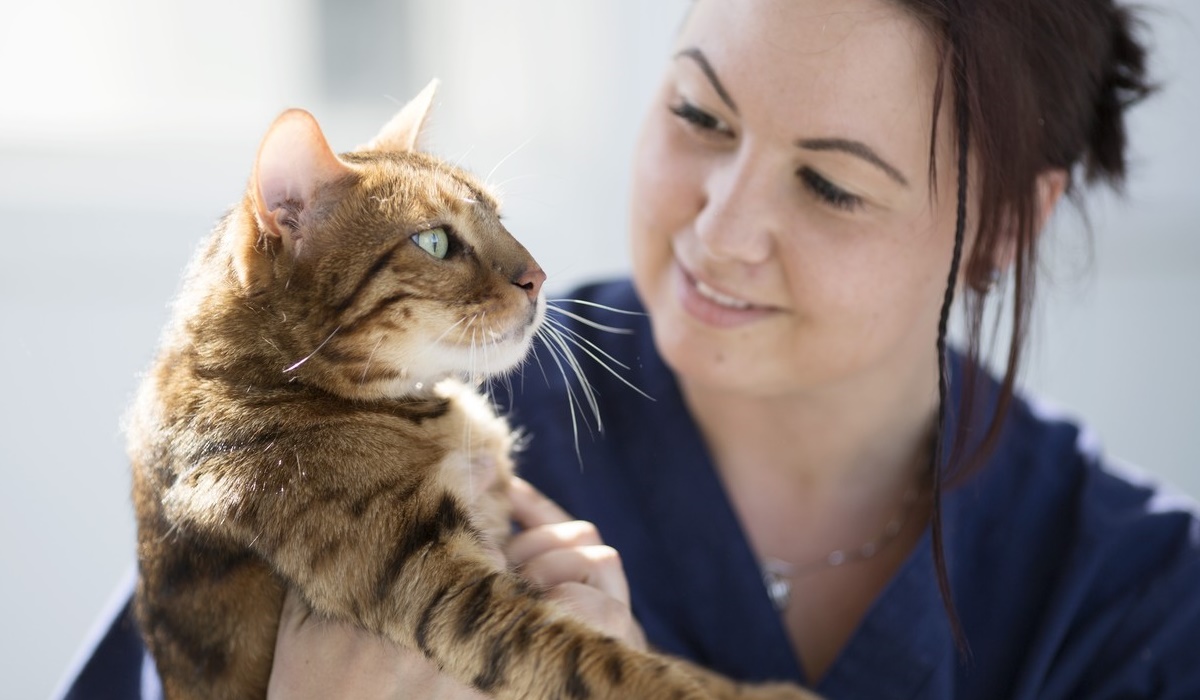 veterinario tiene in braccio il gatto
