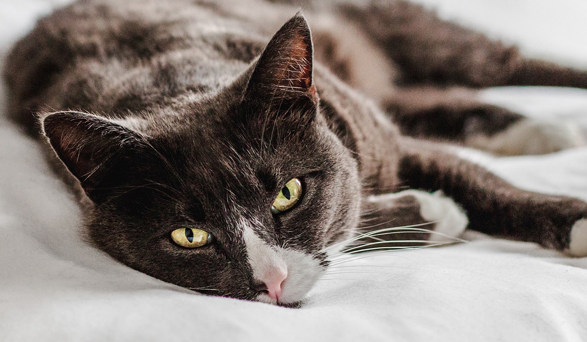 gatto che dorme sul letto