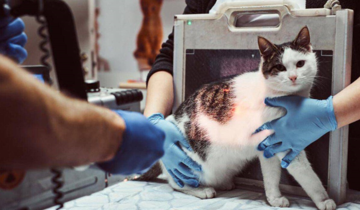 gatto che fa la radiografia