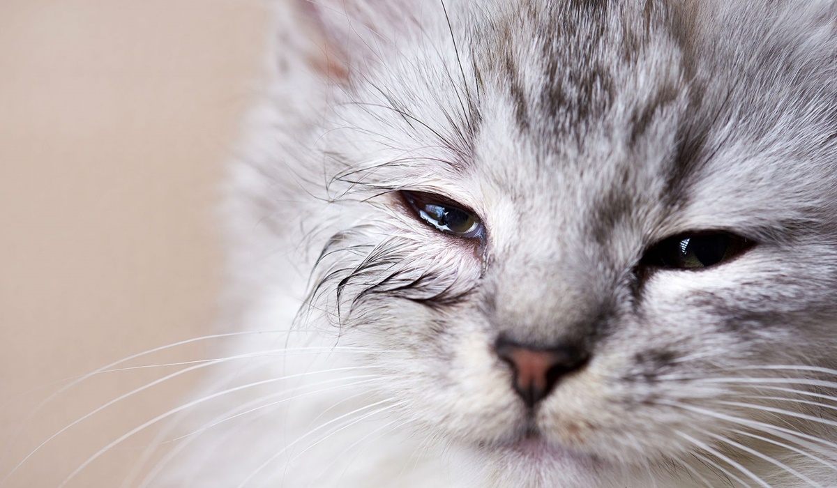 gatto con gli occhi che lacrimano