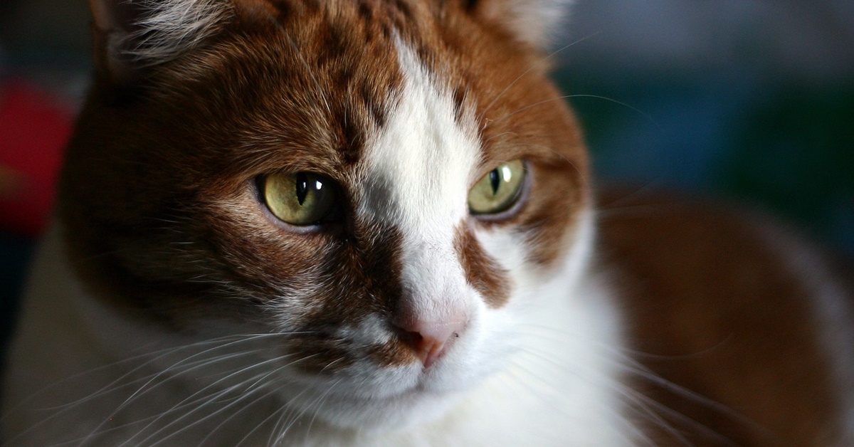 Paraproteinemia nel gatto: cause, sintomi, diagnosi e possibili cure