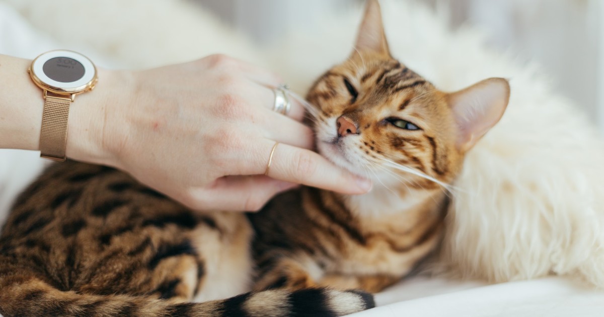 Gatto con noduli sottopelle: cosa sono e cosa li causa