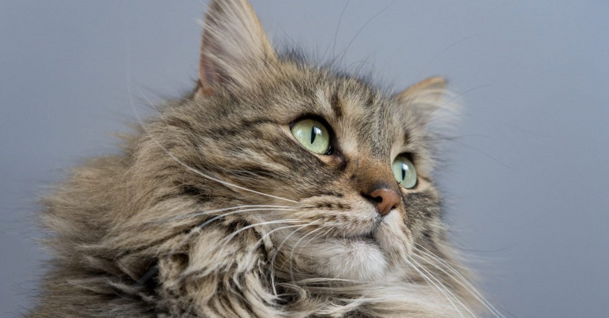 gatto maine coon