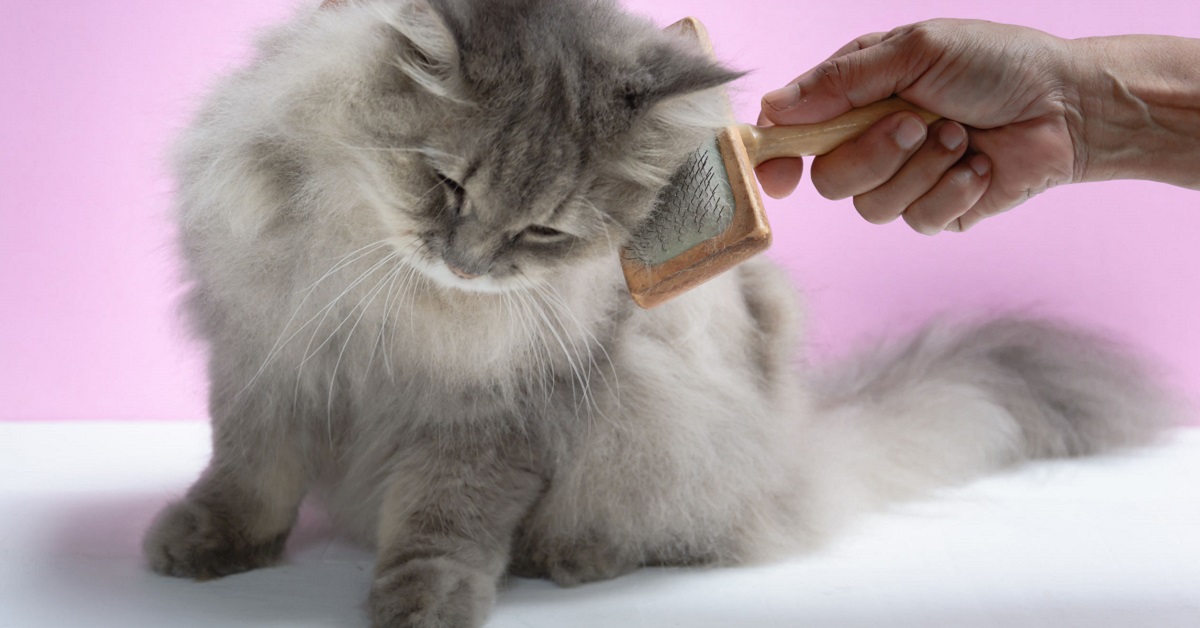 Peli davanti agli occhi del gatto, quando diventano un problema e bisogna intervenire