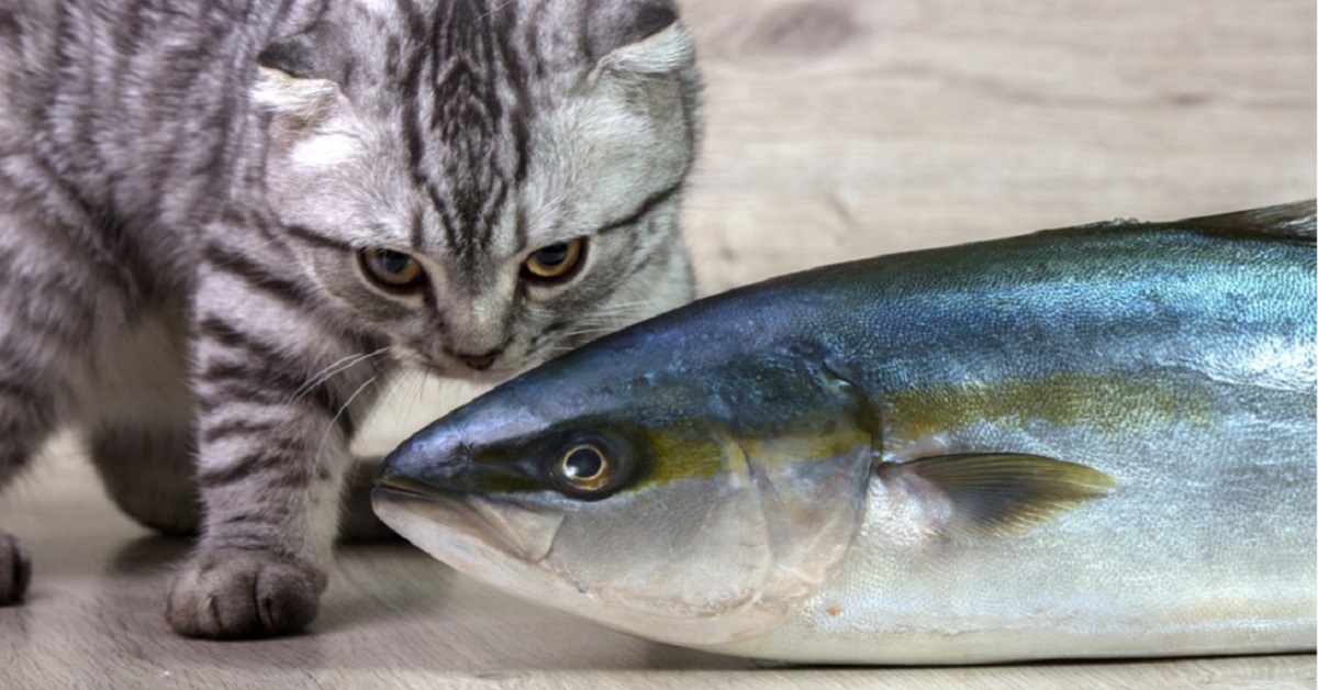 gattino odora pesce