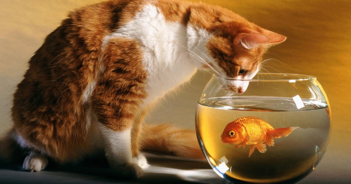 Pelle del pesce al gatto: quando può mangiarla e in quali casi è nutriente