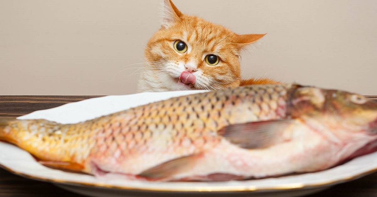 gatto e pesce intero