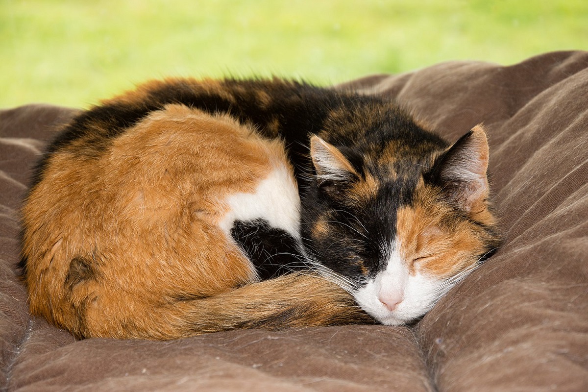 gatto tricolore che dorme