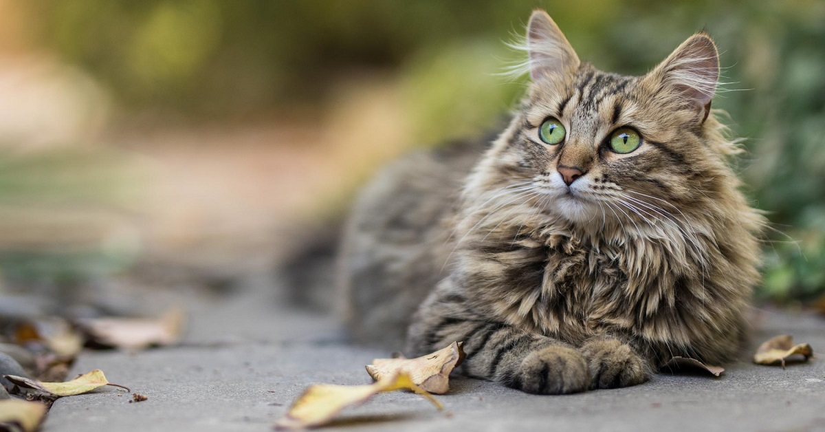 Gatto con pelo unto, tutte le cause e come rimediare