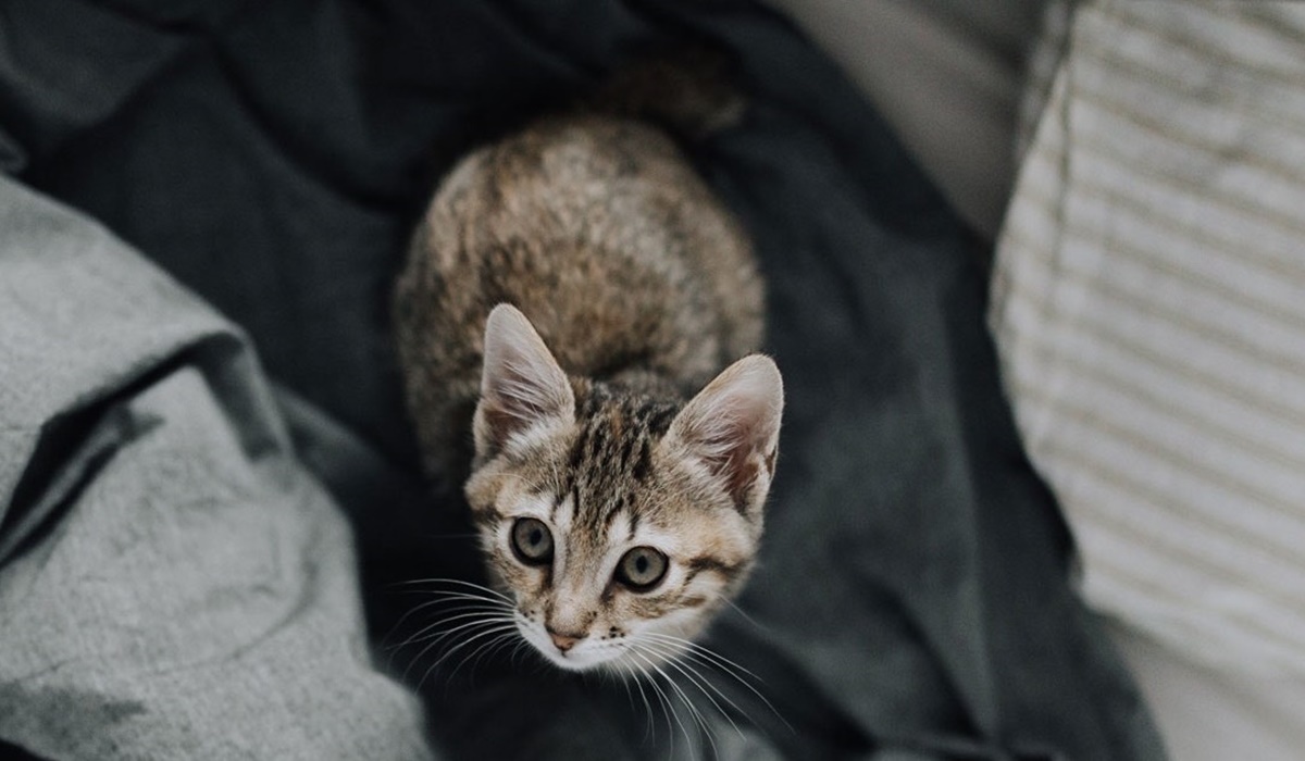 gatto in mezzo alle coperte