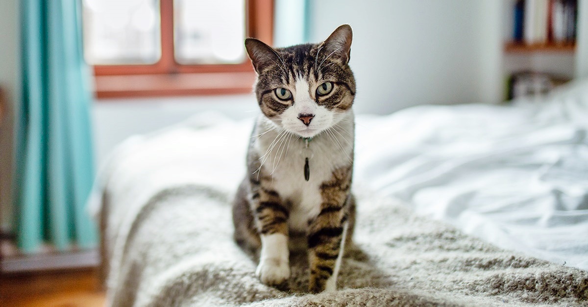 Perché il gatto fa pipì sul letto o sulle superfici morbide?