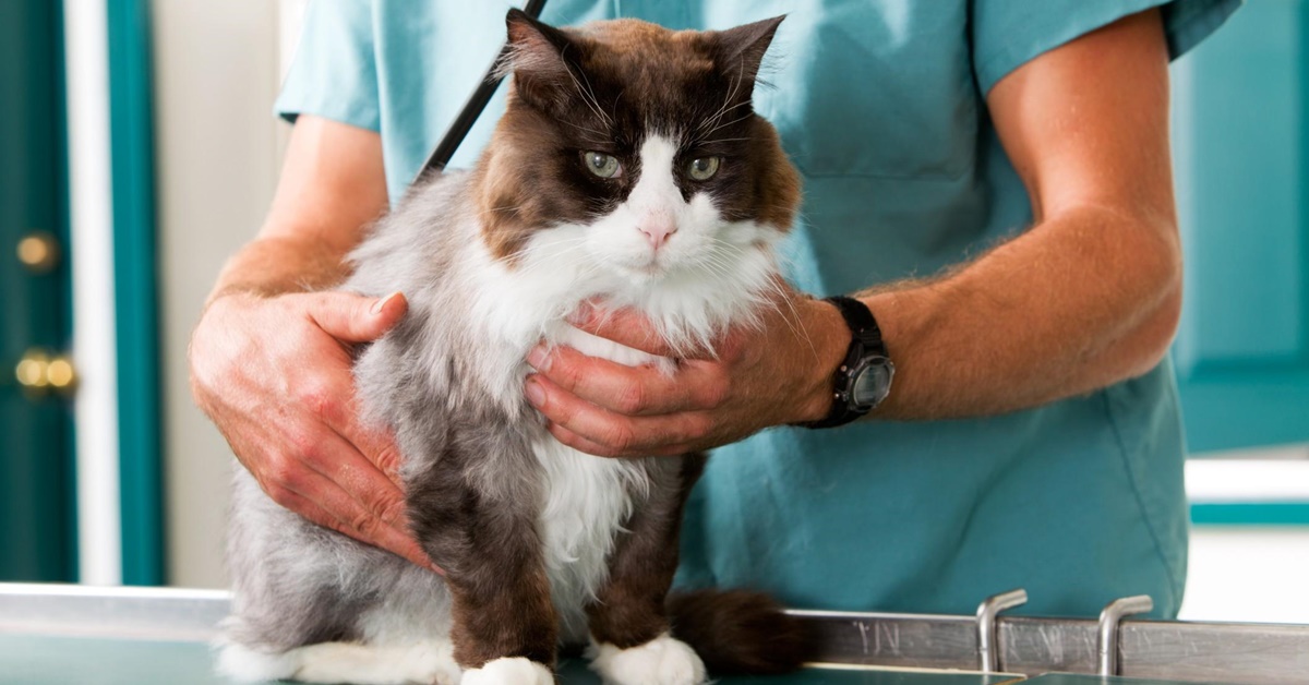 Pneumotorace nel gatto: che cos’è, cosa significa e tutto ciò che implica per la sua salute