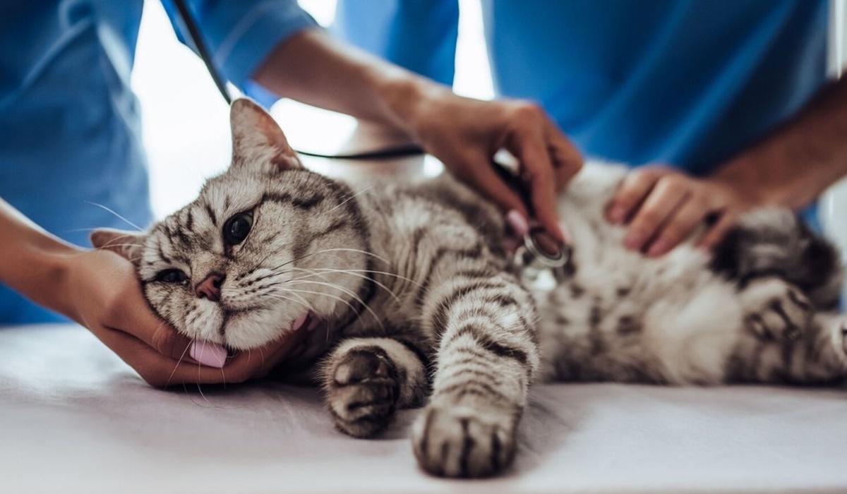 visita dal veterinario per il gatto