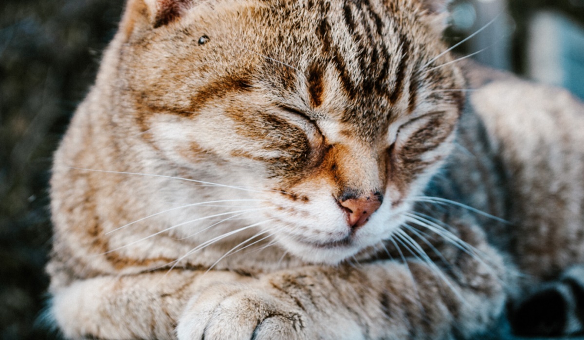 gatto con gli occhi chiusi