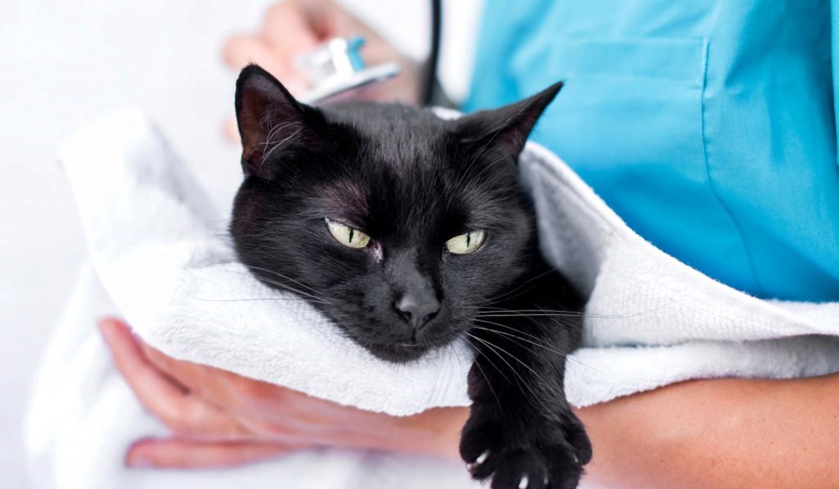 veterinario sente il battito cardiaco del gatto