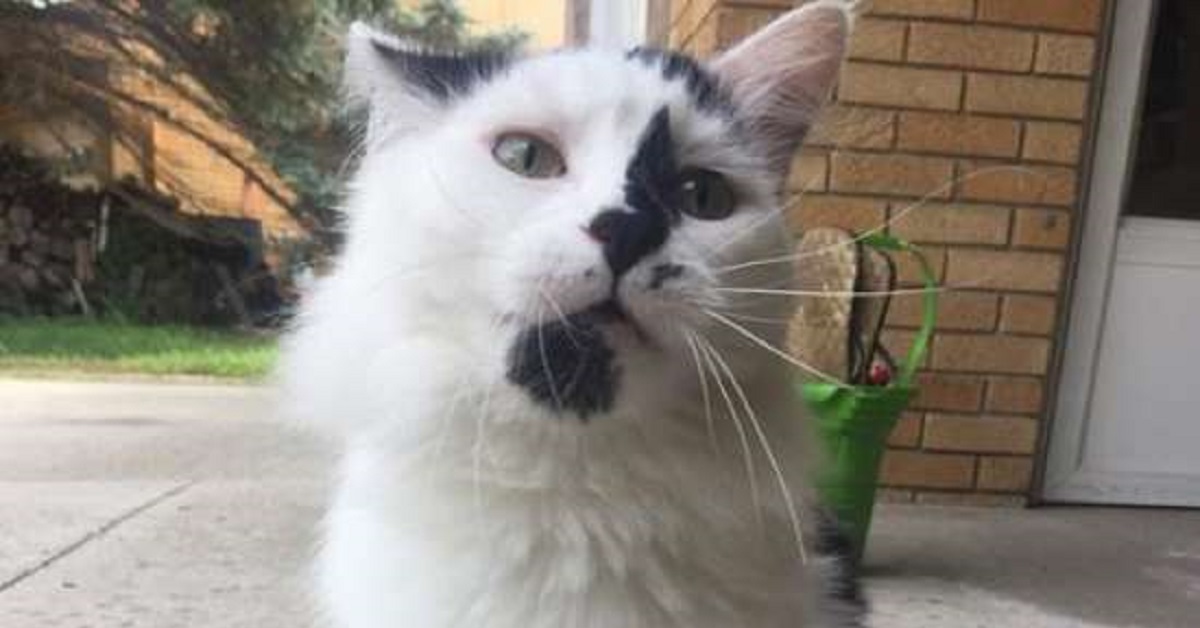 Quando videro le telecamere, non pensarono fosse reale il comportamento della gattina
