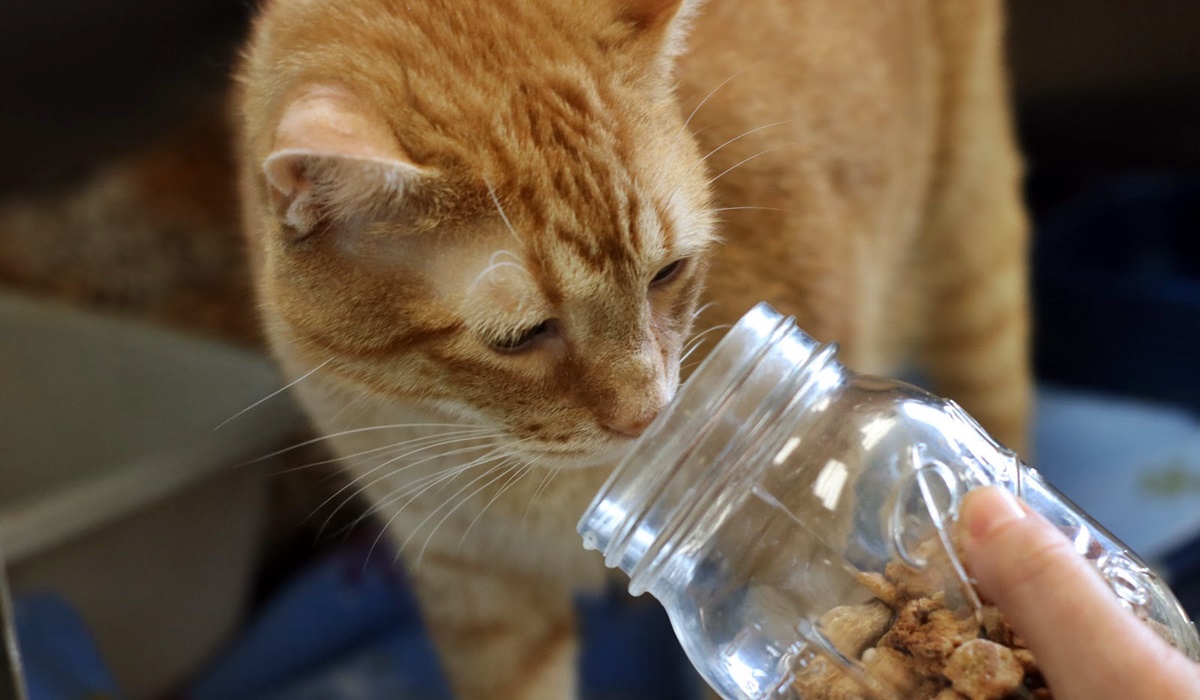 gatto arancione annusa gli snack