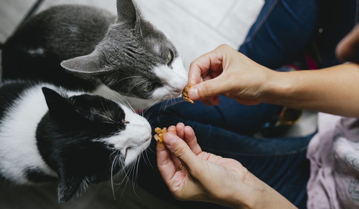 gatti che mangiano gli snack