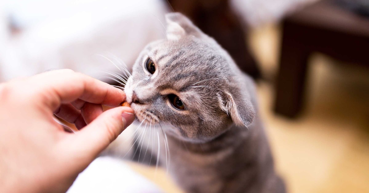 Quanti snack posso dare al mio gatto, al giorno? E quando sono troppi?