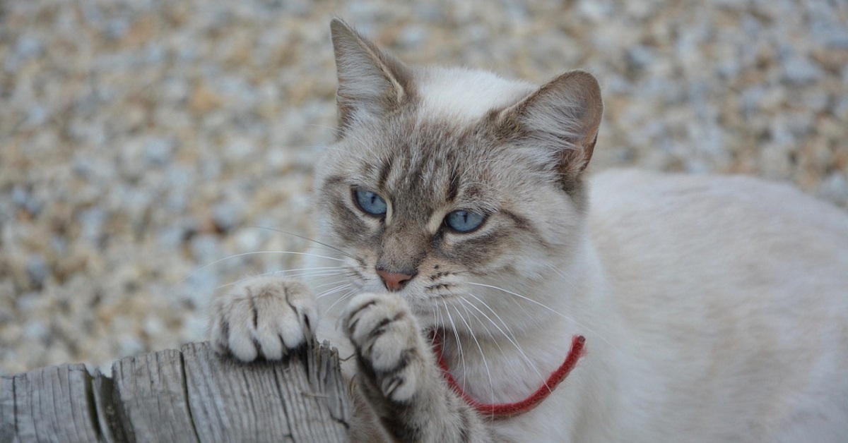 gatto e tronco d'albero