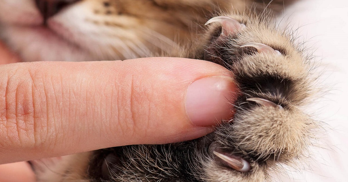 dito umano e zampa gatto